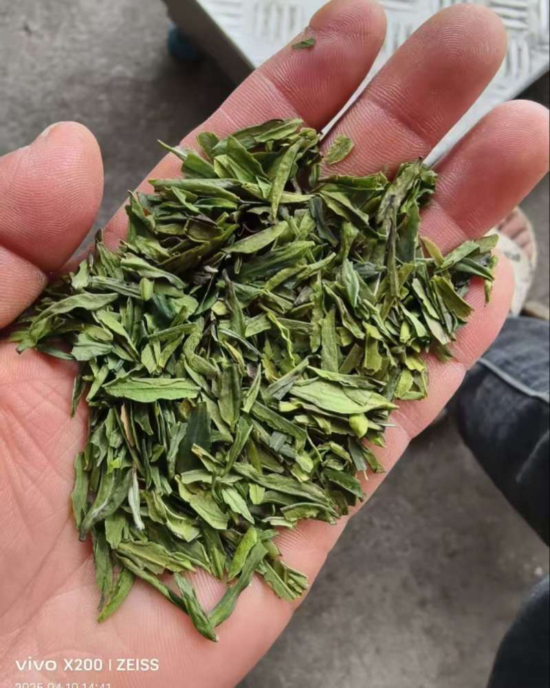 雀舌