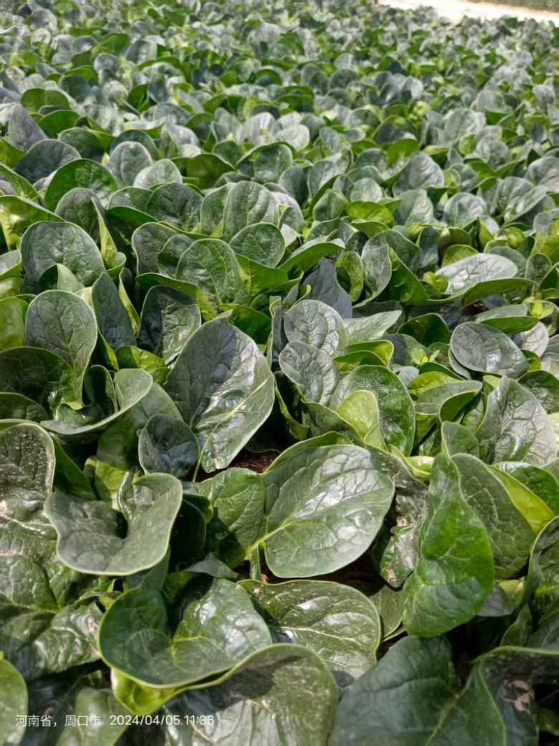 开封杞县圆叶趴地菠菜！