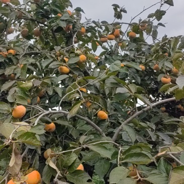 鸡心柿子