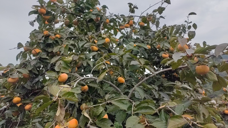 鸡心柿子