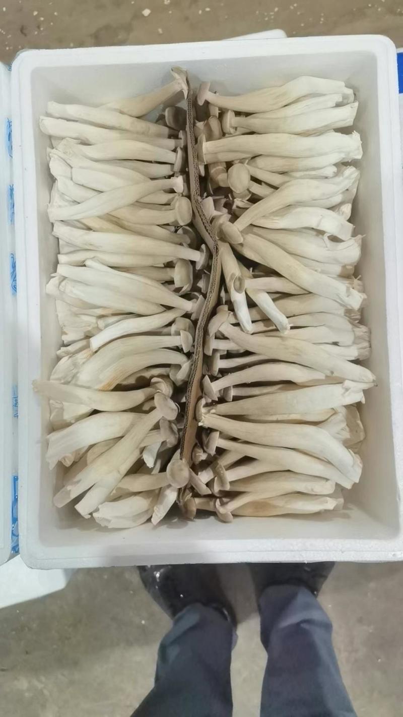 茶树菇，草菇，平菇等菌类