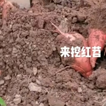 合川父亲自家种红薯，小葱，蒜苗