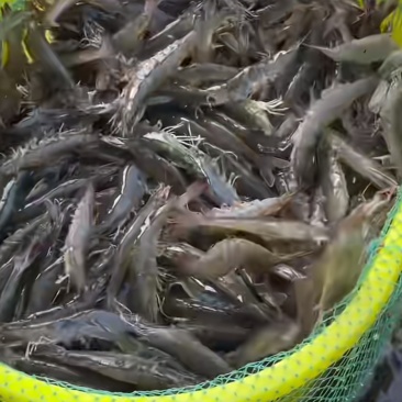 南美白对虾活虾