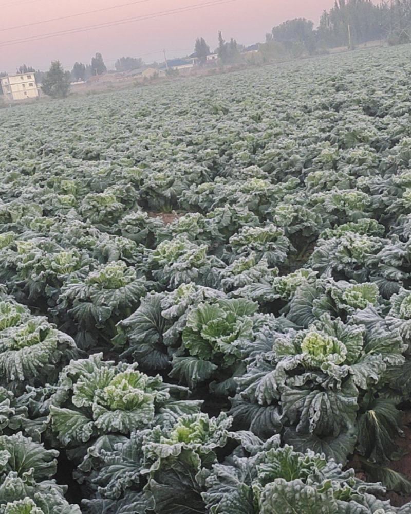 津绿六零白菜！净菜出受三十亩