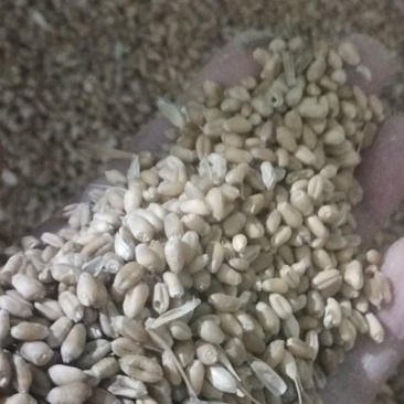 河北新小麦