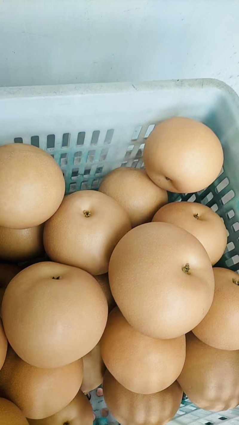 山东莱西秋月梨