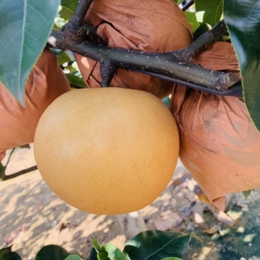 山东莱西秋月梨