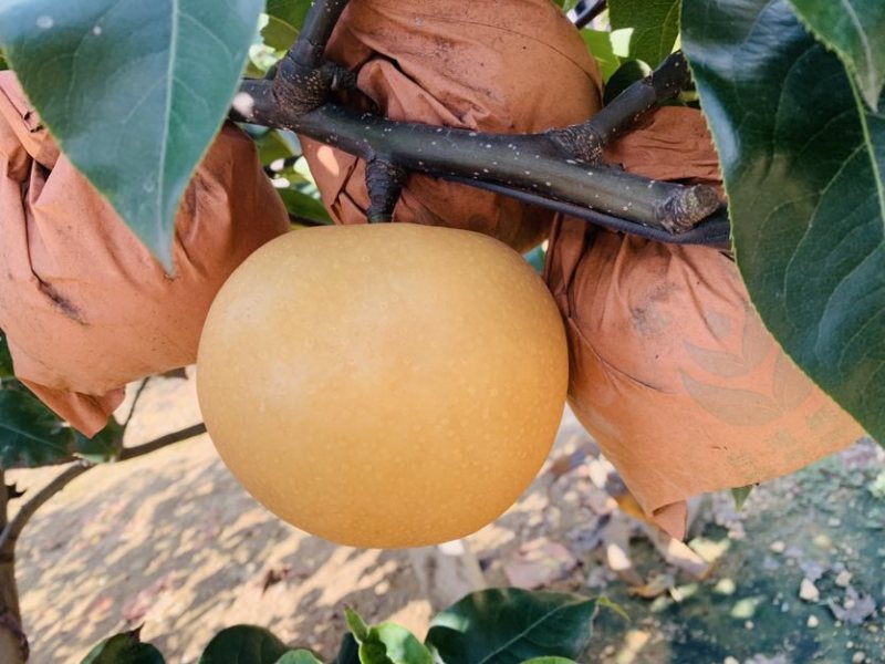 山东莱西秋月梨