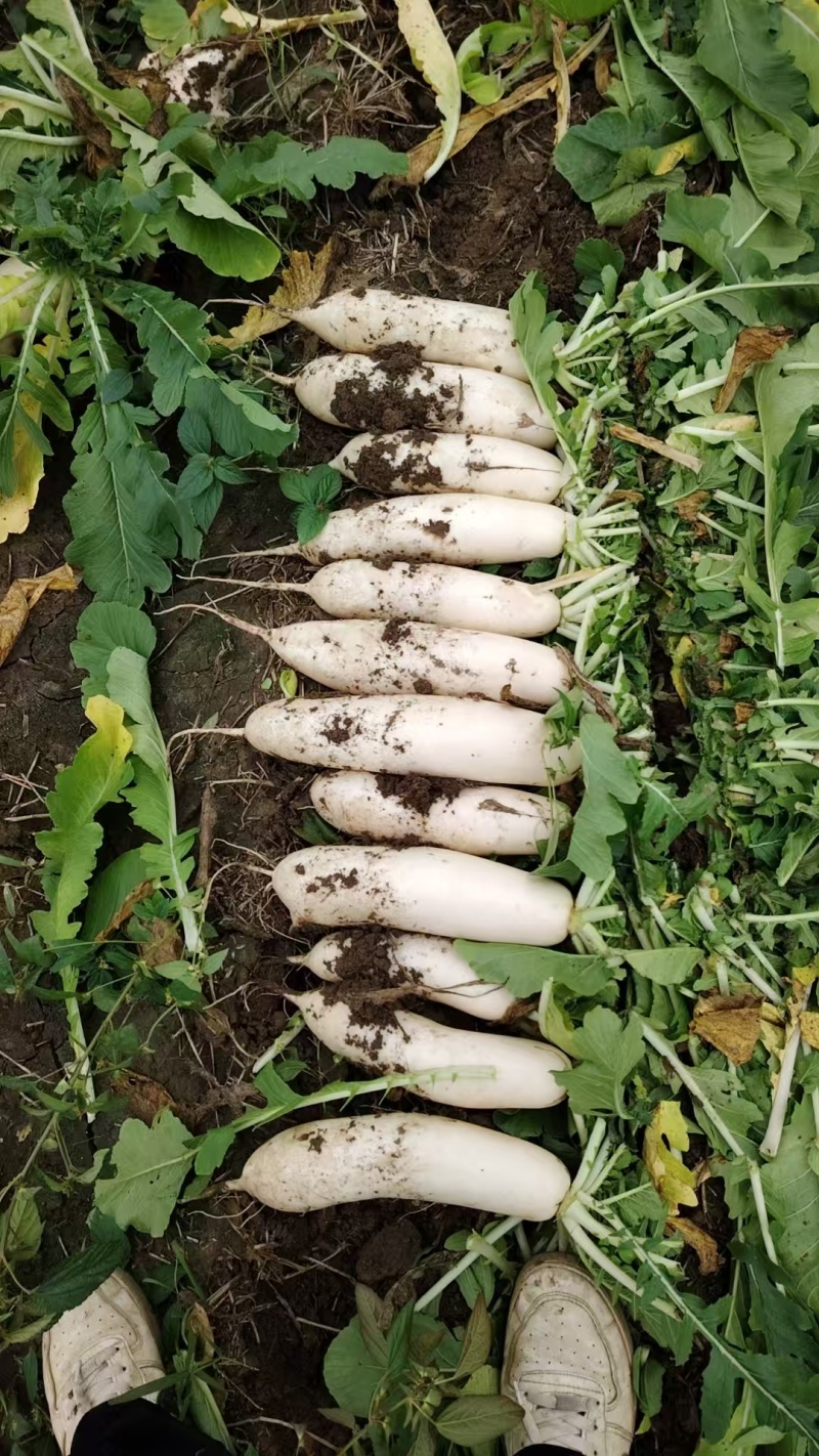 精品土萝卜又大又好