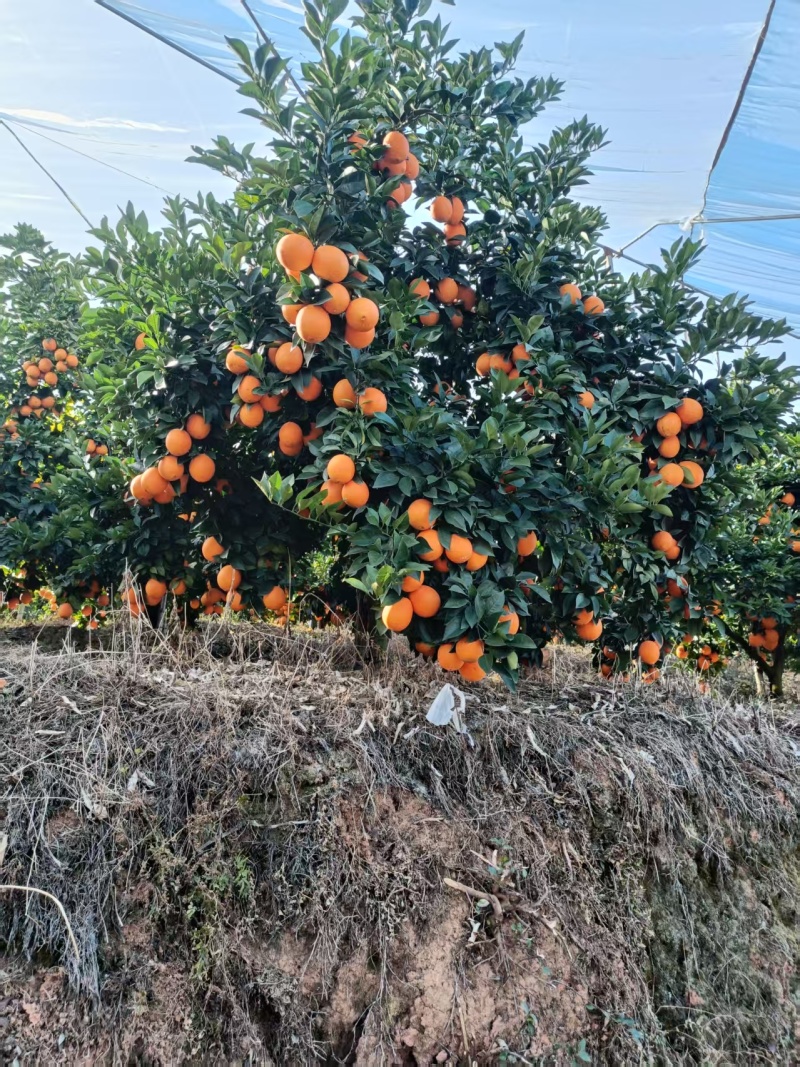 赣南脐橙