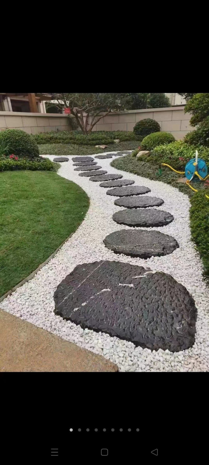 中华结缕草，兰引三号草坪