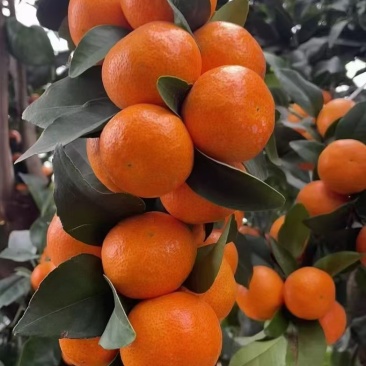 金秋莎糖橘