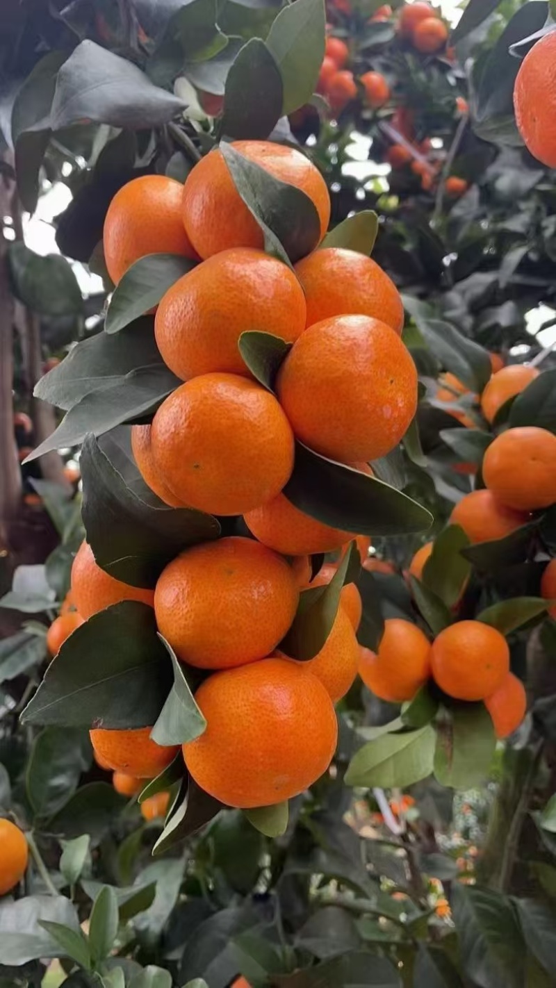 金秋莎糖橘