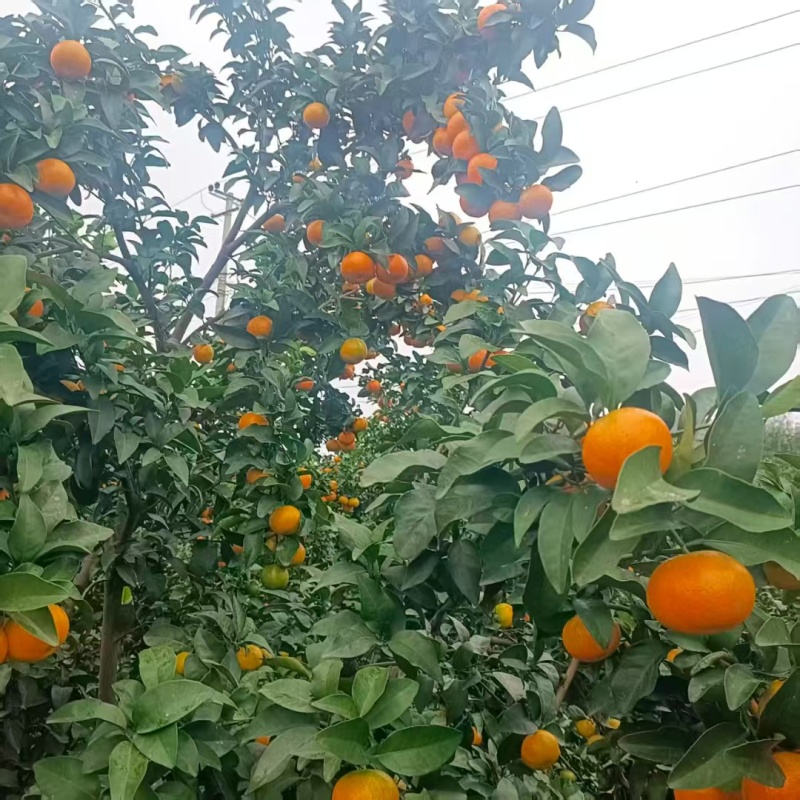 金秋莎糖橘