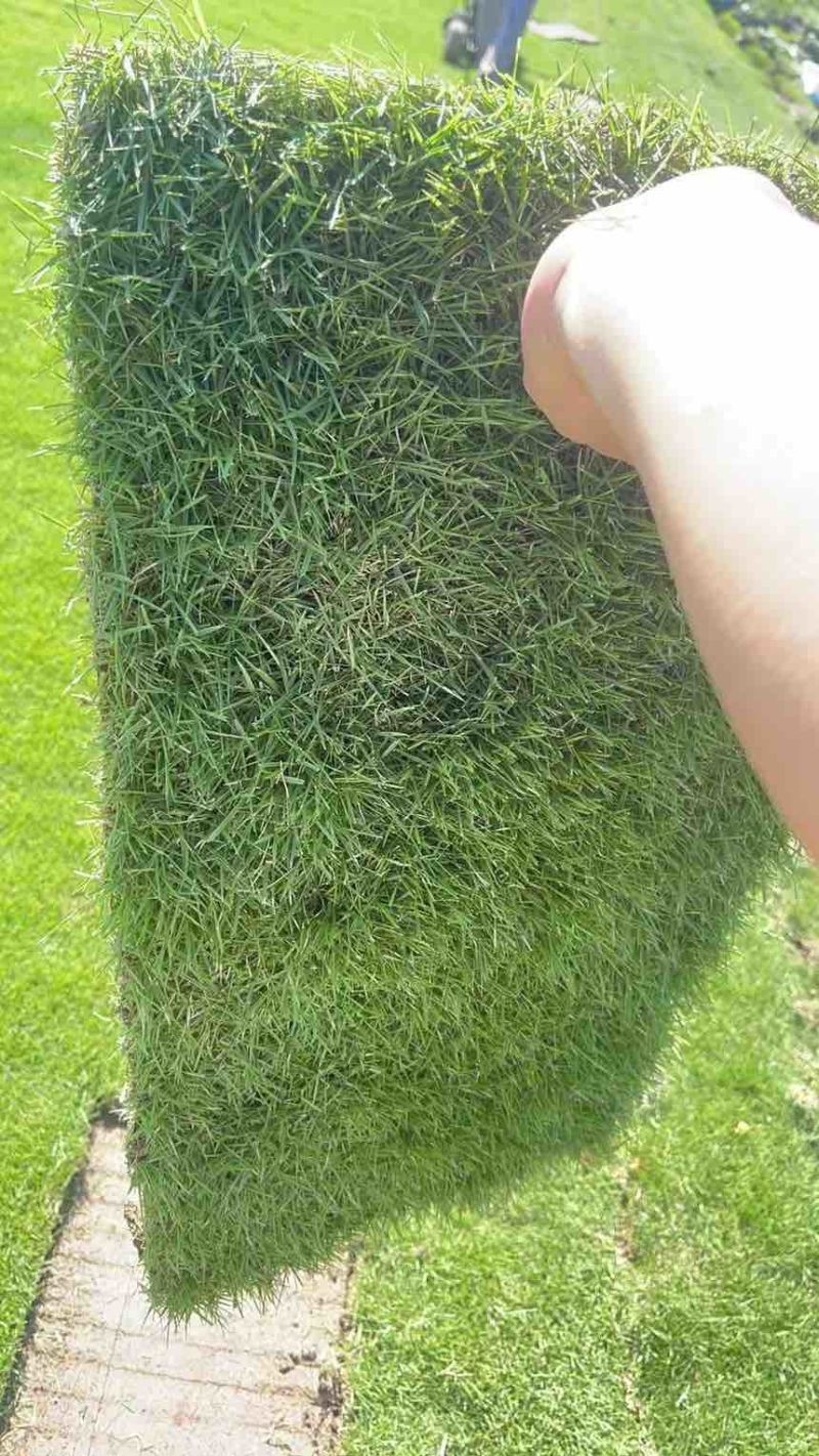 果岭草