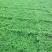 姬岩垂草，园晶草，开花免修剪型草坪