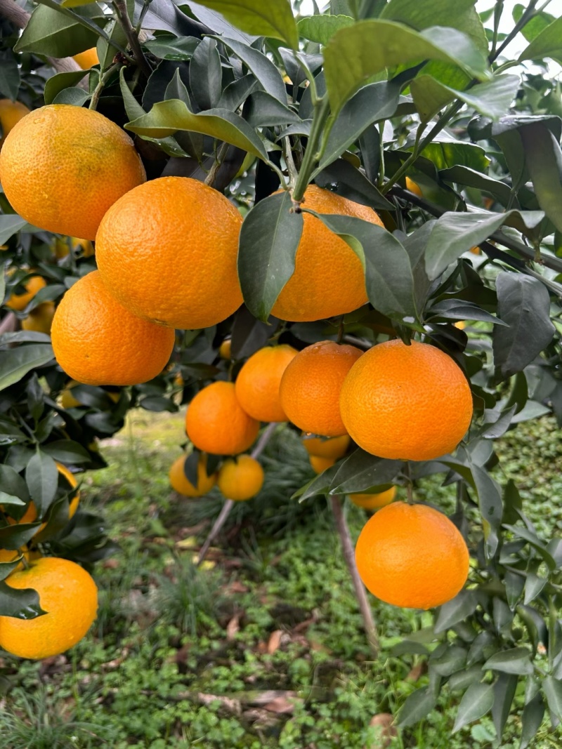 眉山爱媛果冻橙，现大量上市，承接一件代发，整车物流