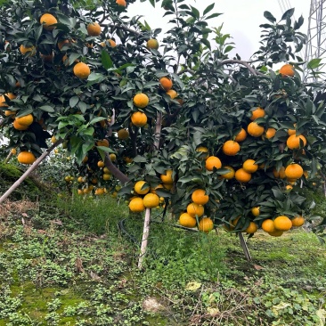 眉山爱媛果冻橙，现大量上市，承接一件代发，整车物流