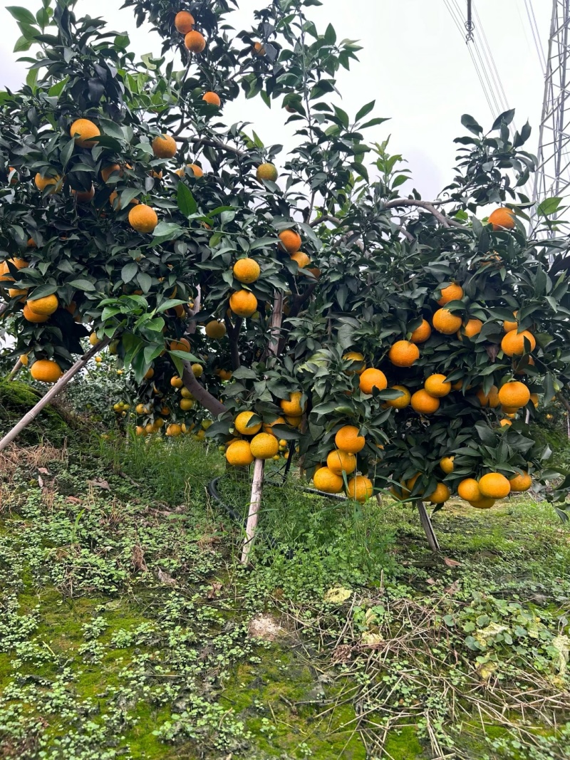 眉山爱媛果冻橙，现大量上市，承接一件代发，整车物流
