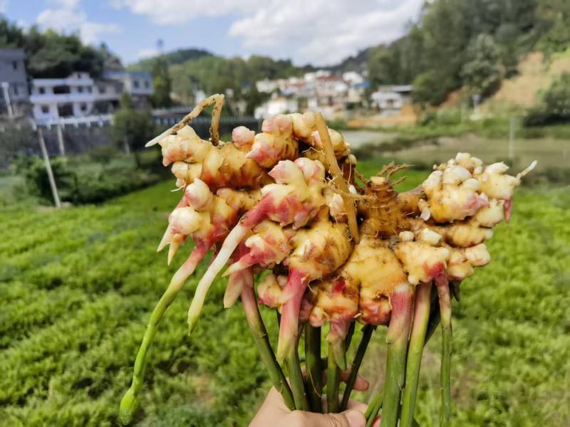 贵州老姜批发