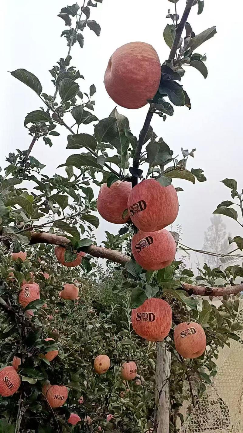 寺河山红富士苹果