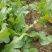 高品质好品质芥菜疙瘩，