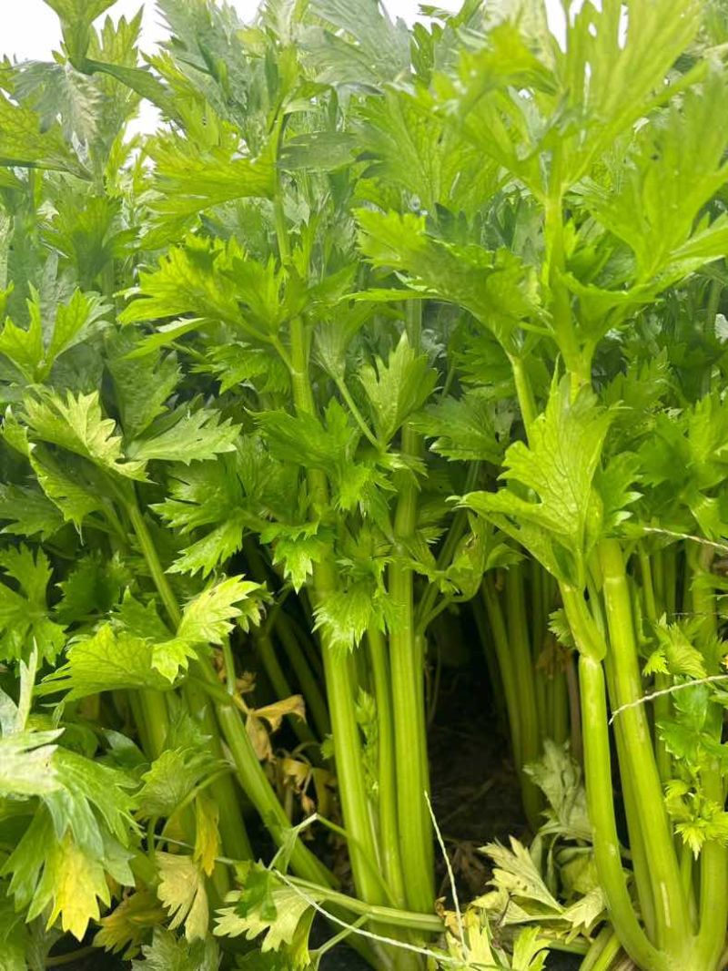 精品中棵西芹，产地直发