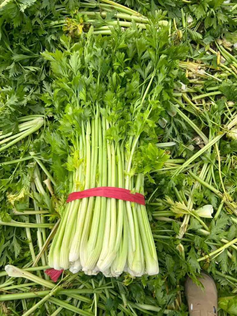 精品中棵西芹，产地直发