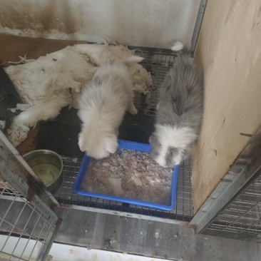 陨石边牧
