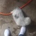陨石边牧