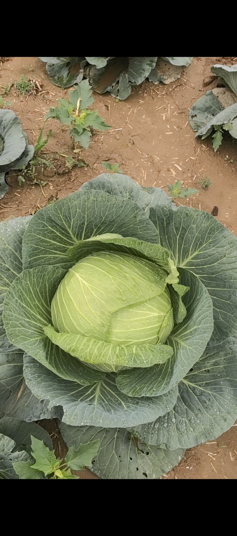 莲花白