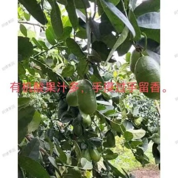无仔子弹香水柠檬