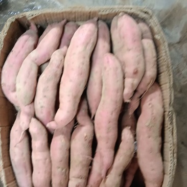 白玉红薯