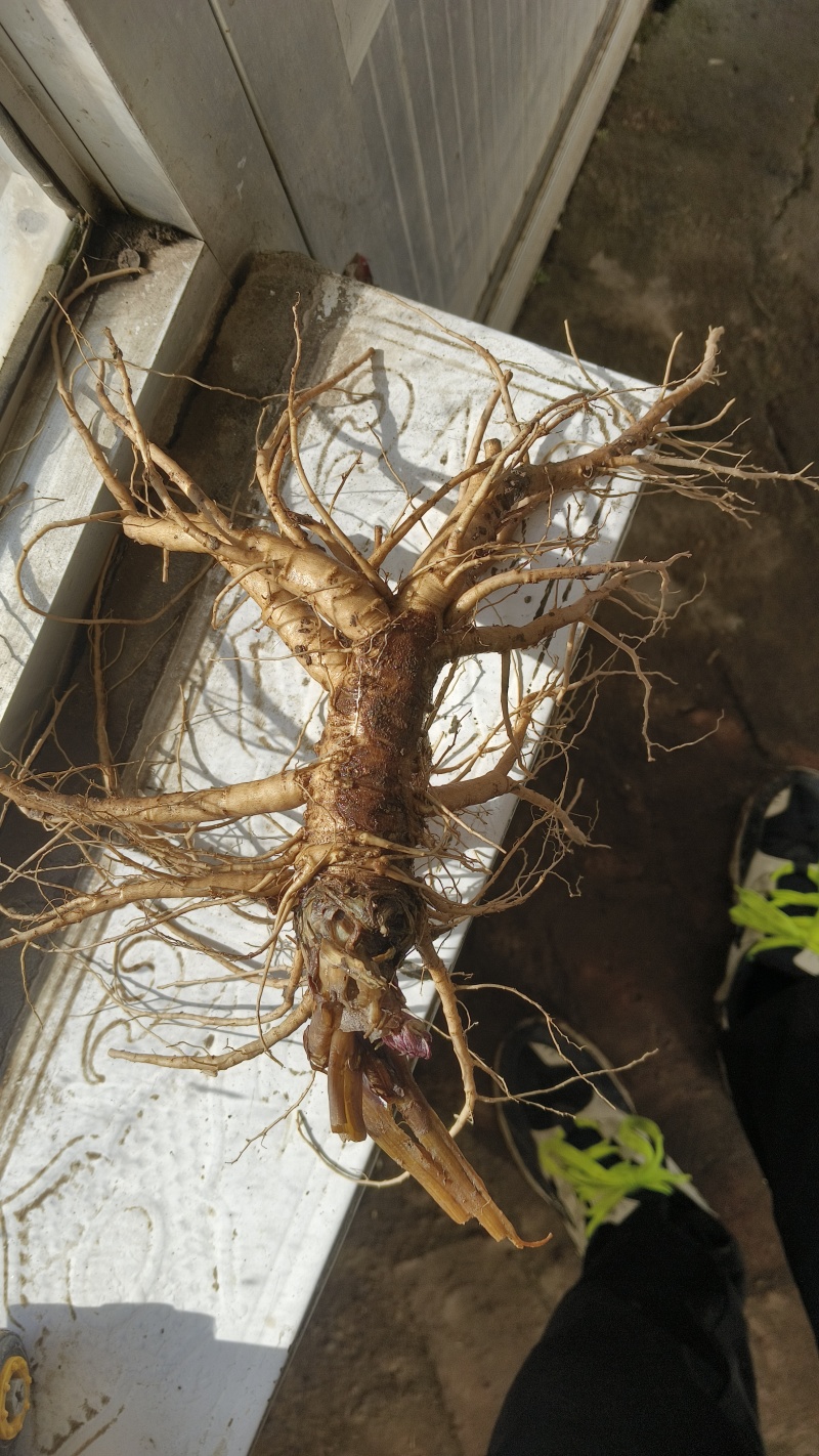 ***新鲜药材厂家直销当归