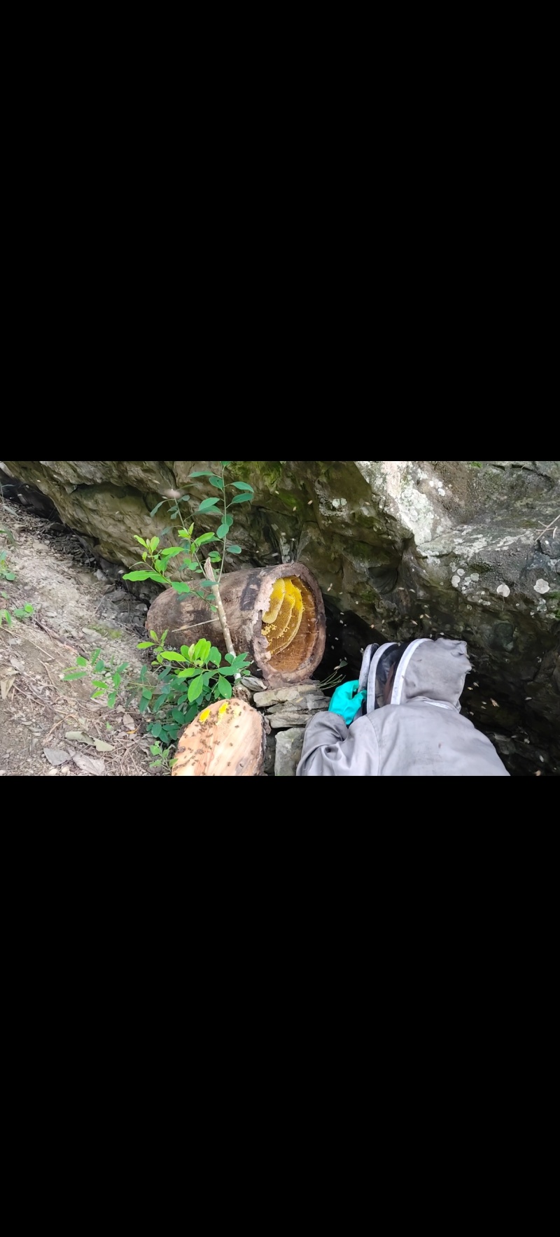 土蜂蜜海拔1200招野蜂放在上山进行放养，一年只采蜜两次