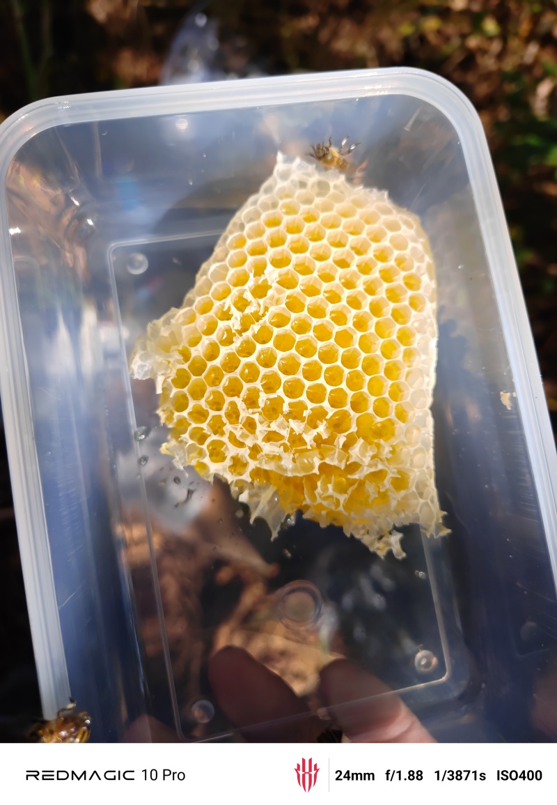 土蜂蜜海拔1200招野蜂放在上山进行放养，一年只采蜜两次
