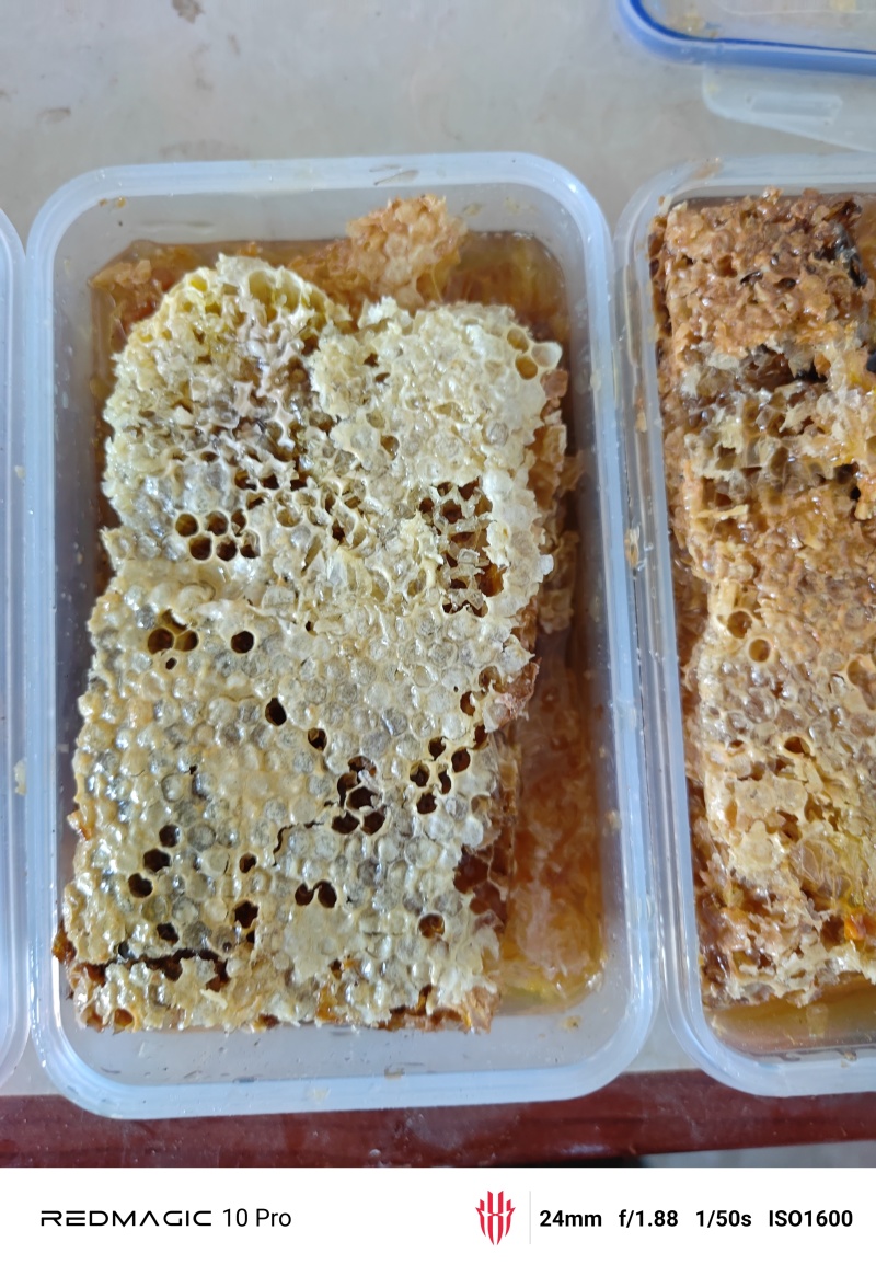 土蜂蜜海拔1200招野蜂放在上山进行放养，一年只采蜜两次