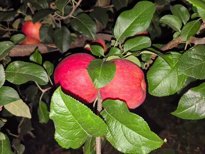 盐源冰糖心苹果