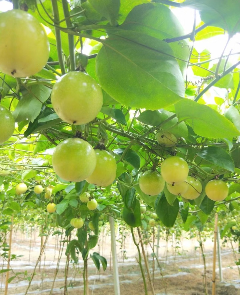 钦蜜九号黄金百香果