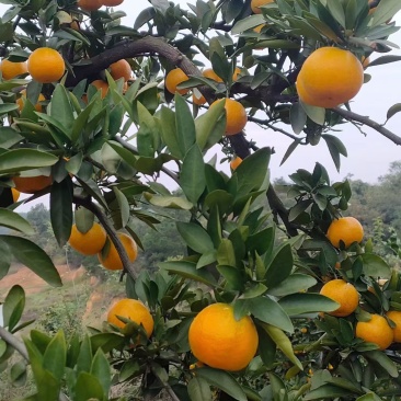 石门蜜橘