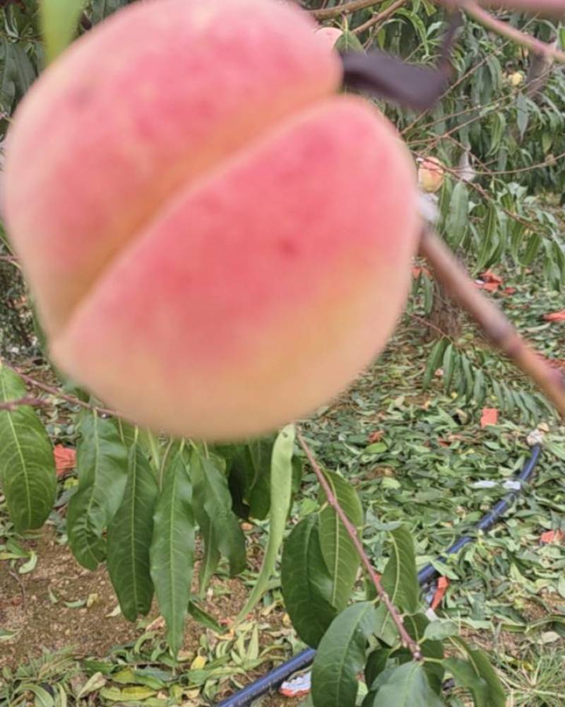 山东映霜红桃