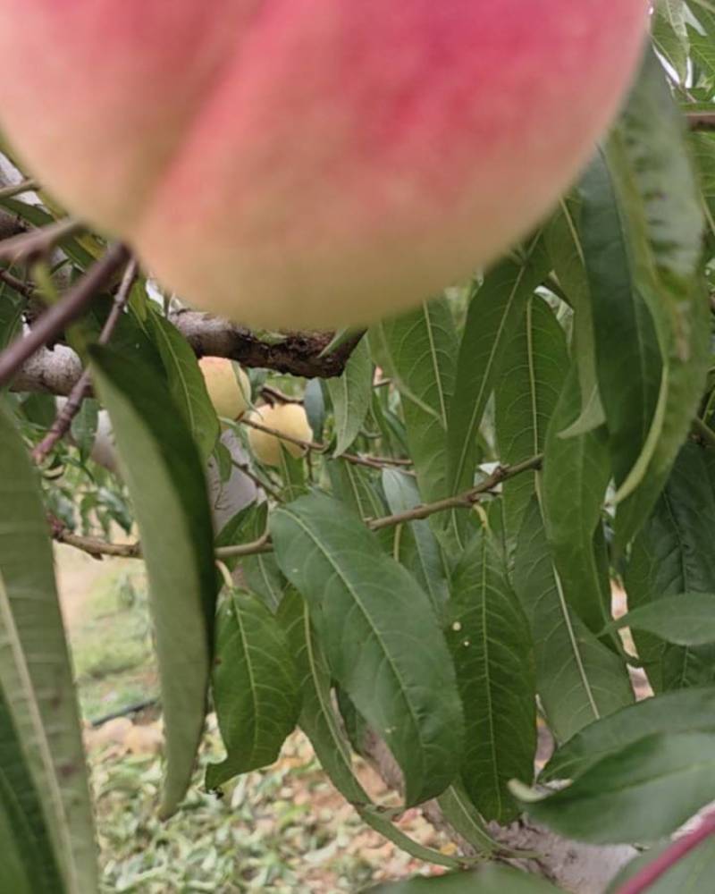 山东映霜红桃