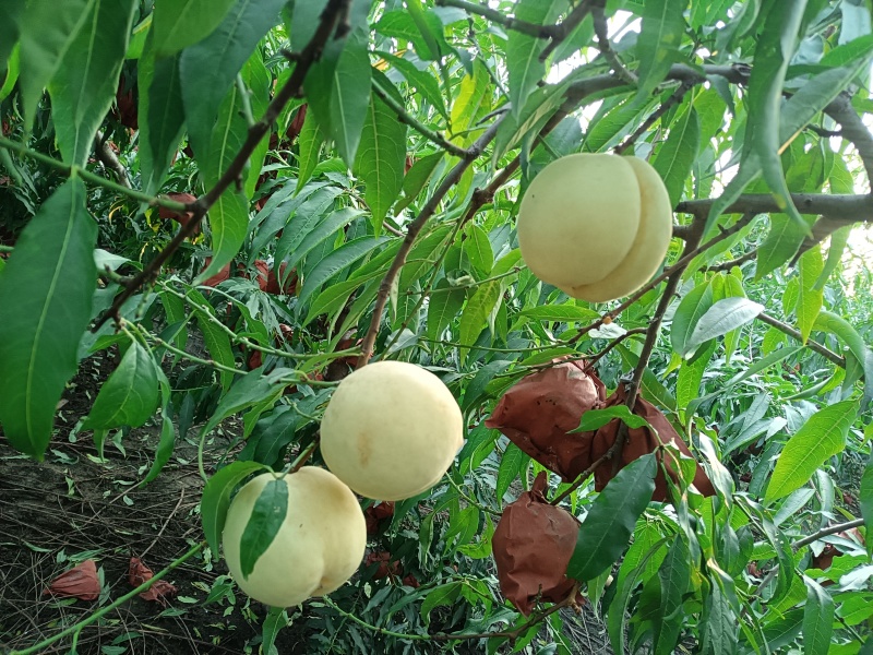 冬桃汝南县留盆镇***********