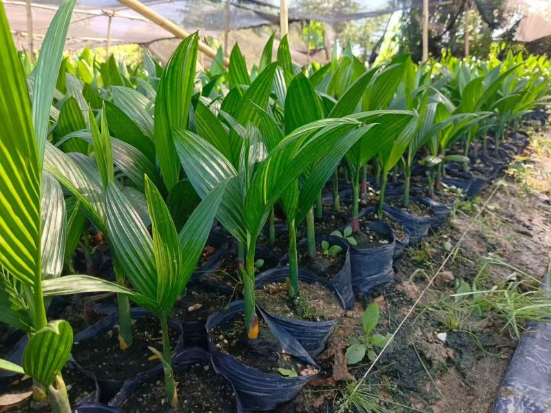 销售海南槟榔苗，联系电话***********