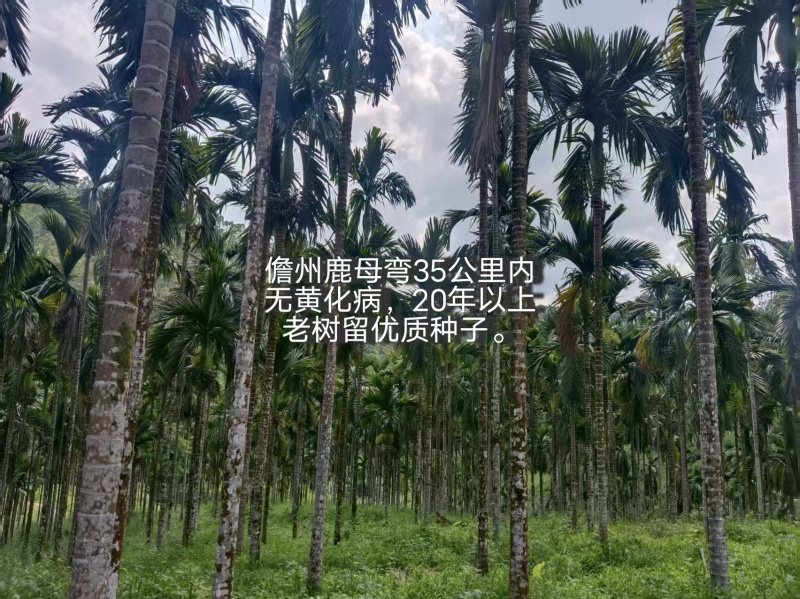 销售海南槟榔苗，联系电话***********