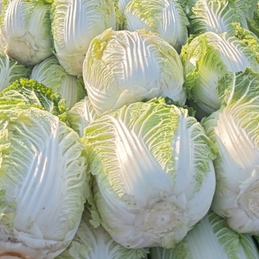 白菜