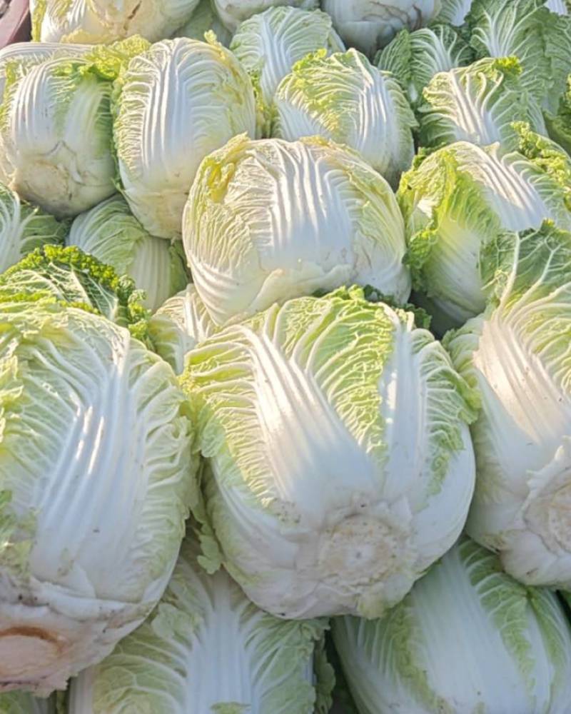 白菜