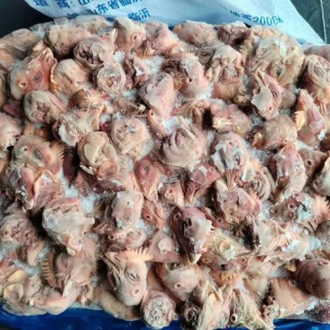 饲料鸡头.肉鸡817都有