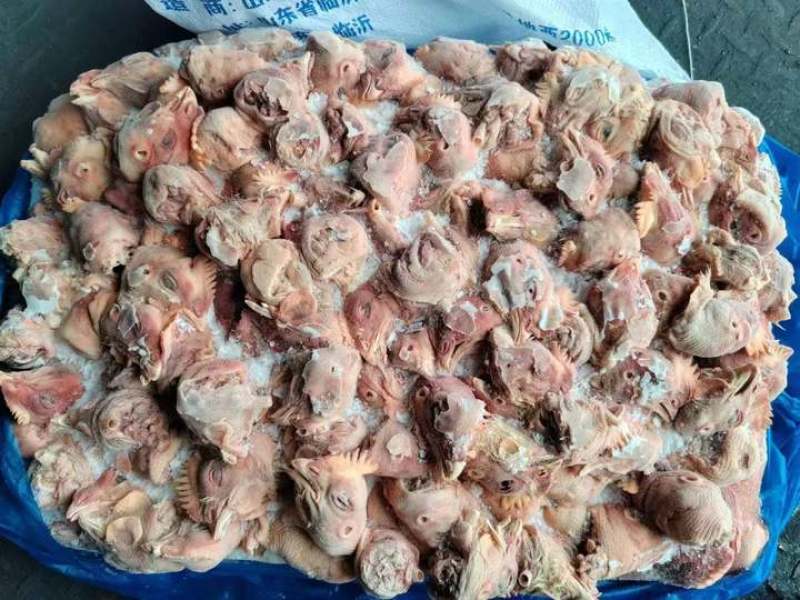饲料鸡头.肉鸡817都有