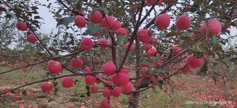 甘肃环县高原山地红富士